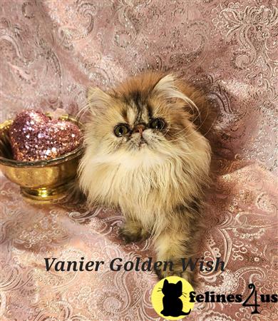 Vanierpersians Picture 1